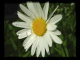 Marguerite01