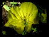 Oenothera03