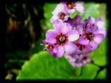 Bergenia01