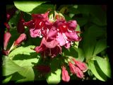 Weigelia02