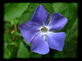 Vinca Major:Pervenche02